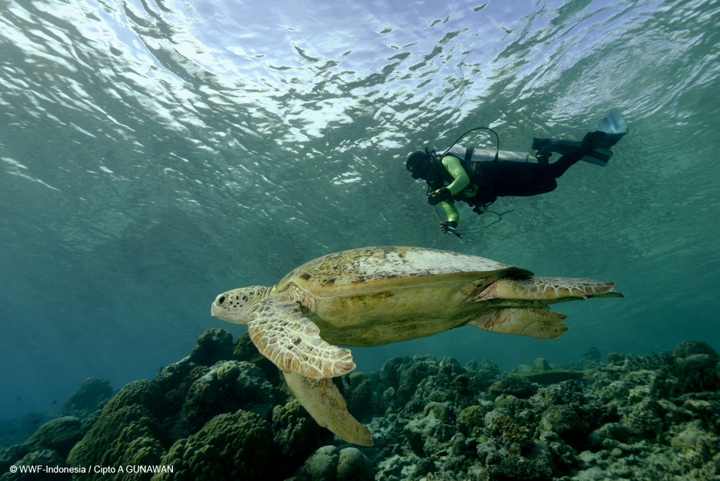 Potensi wisata bawah laut Kabupaten Berau. Foto: WWF-Indonesia/Cipto A Gunawan