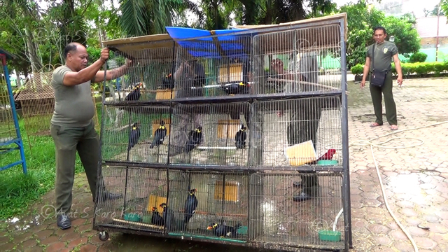 Pasukan SPORC memindahkan burung dan kandang dan diamankan ke Markas SPORC di Deli Serdang. Foto: Ayat S Karokaro