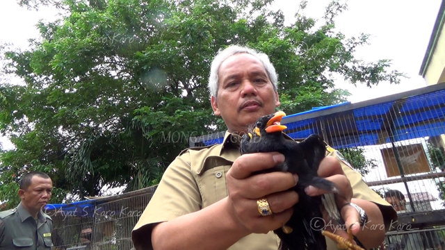 Tulus Hutahuruk, Kepala Balai Pengamanan dan Penegakan Hukum LHK Wilayah Sumatera menunjukkan burung sitaan. Foto: Ayat S Karokaro
