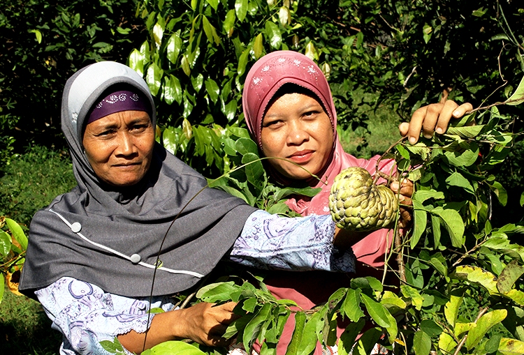Kelompok Wanita Tani Sari Indah menunjukkan buah Srikaya (Annona squamosa) hasil dari Taman Kehati Gunungkidul, Yogyakarta. Foto : Agustinus Wijayanto