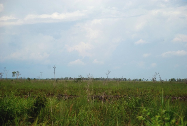 Lahan gambut di Sepucuk, OKI, yang sebelumnya dimanfaatkan masyarakat untuk bersawah sonor, saat ini terbengkalai. Mereka tidak paham bagaimana mengelola lahan gambut untuk menanam padi tanpa membakar. Mereka pun tidak membakar karena terancam masuk penjara dan denda Rp50 juta. Foto: Taufik Wijaya