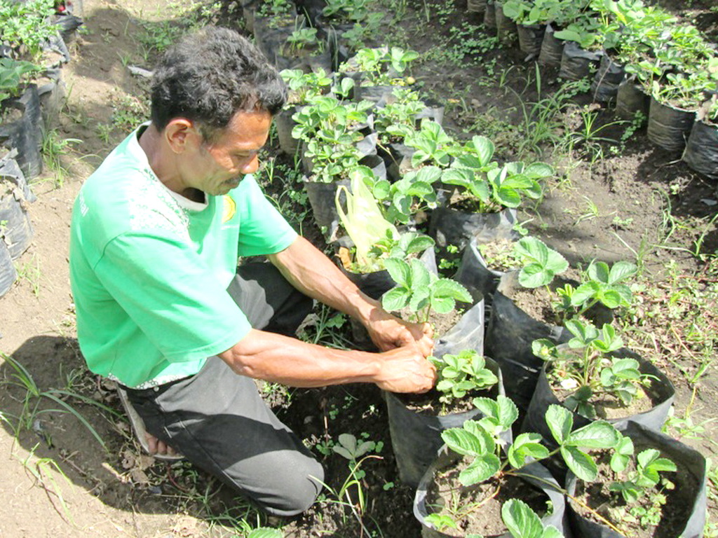 Sius dengan tanaman stoberi yang sedang dia kembangkan. Sius mempelopori pertanian organik di desanya. Foto: Ebed de Rosary