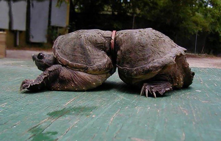 Kura-kura yang terperangkap. Sumber: Imgur