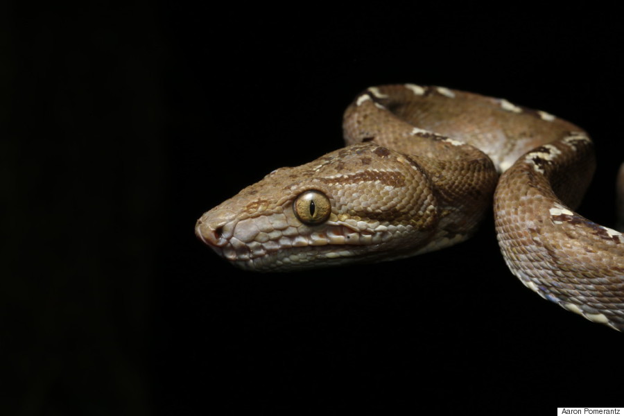 Foto jarak dekat, ular boa pohon amazon