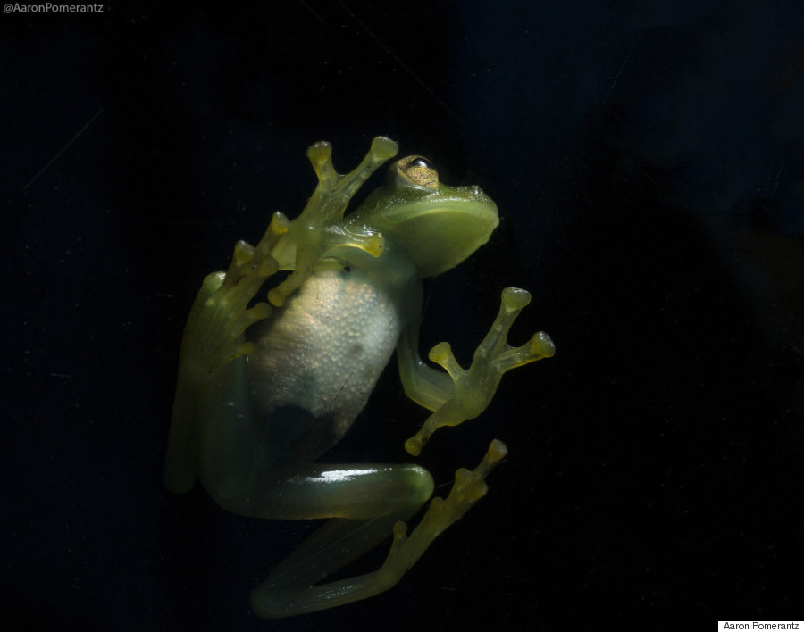 Katak gelas adalah amfibi yang luar biasa. Di bagian punggungnya, hijau limun, namun bagian bawahnya tembus pandang, kita bahkan bisa melihat detak jantungnya