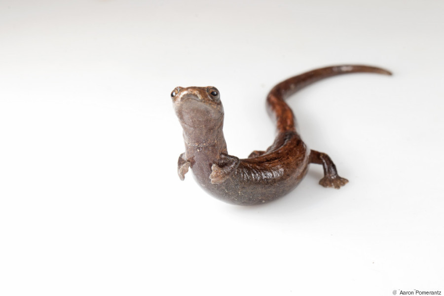 Salamander Tropis yang menakjubkan