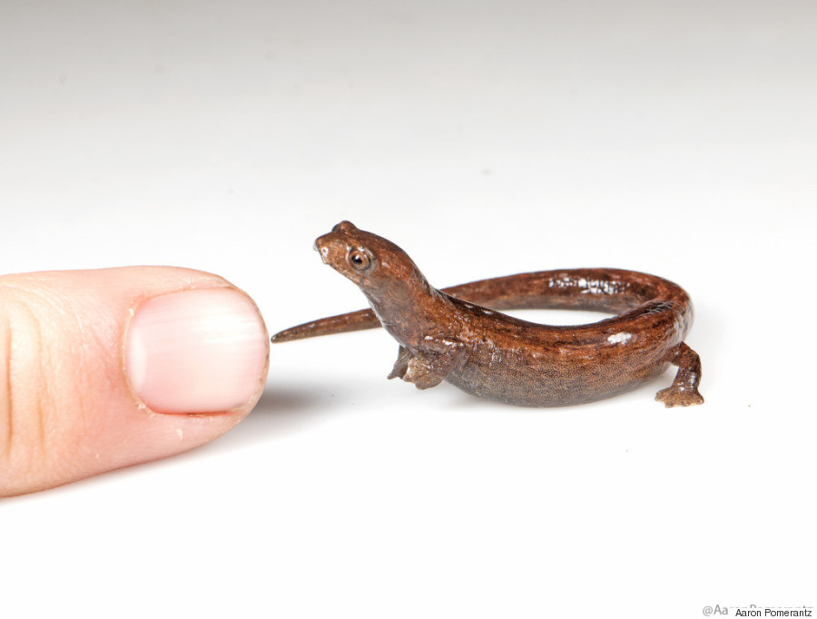 Salamander ini ditemukan di malam hari di hutan Sumaco