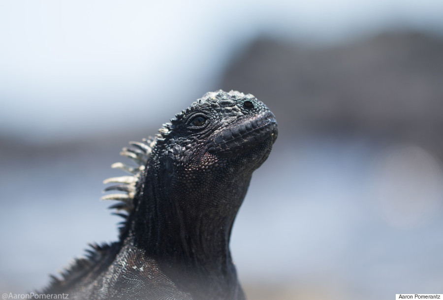 Iguana laut galápagos (Amblyrhynchus cristatus) memiliki hidung yang datar, pendek, sehingga bisa memakan algae di lautan
