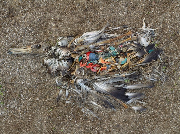 Burung albatros ini menelan begitu banyak sampah lewat makanannya (ikan). Tubuhnya sama sekali tidak bisa mengeluarkan sampah-sampah tersebut, dan membuatnya mati. 90% sampah di lautan adalah sampah plastik. Sumber: Imgur
