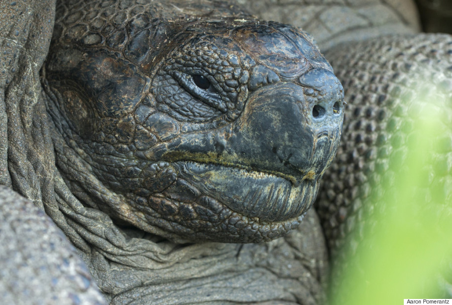 Kura-kura ini adalah vertebrata yang paling panjang umurnya, rata-rata 100 tahun