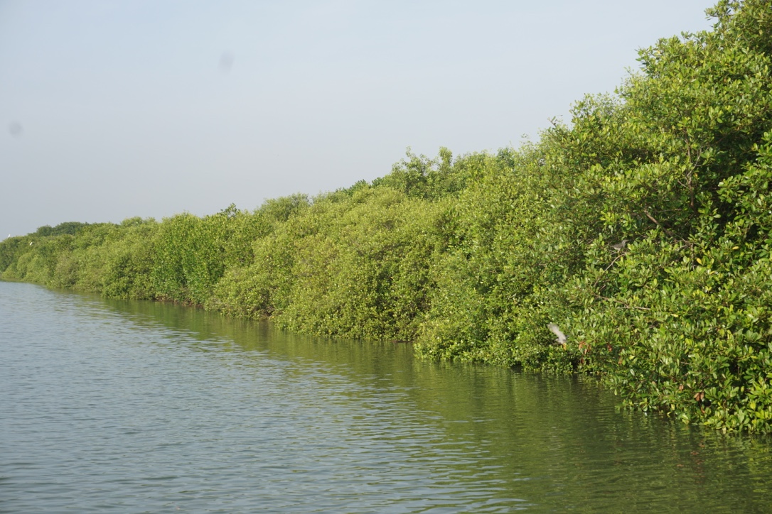 Deretan mangrove di Solaria Lamongan, Jatim. menjadi rumah bagi ekosistem baru termasuk bangau, kepiting, dan ikan. Foto Falahi Mubarik