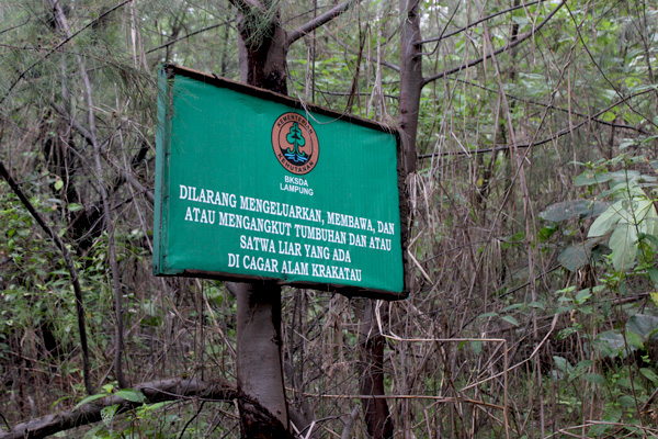 Biawak dan papan peringatan untuk tidak mengambil keragaman hayati yang ada di Krakatau. Foto: Rahmadi Rahmad
