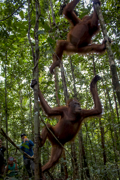 Habitat hidup orangutan adalah hutan. Tampak dua individu orangutan langsung memanjat pohon begitu dilepaskan di TNBBR. Foto: YIARI
