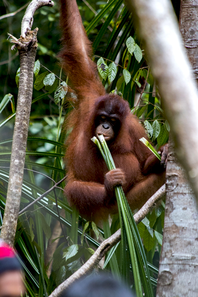 Monitoring akan terus dilakukan pada orangutan yang baru dilepasliarkan ini. Foto: YIARI