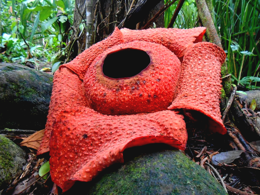 Rafflesia bengkuluensis yang mekar pada 21 Januari 2015 di Desa Manau Sembilan Kecamatan Padang Guci Hulu, Kabupaten Kaur, Bengkulu | Foto: Noprianto / Mongabay Indonesia