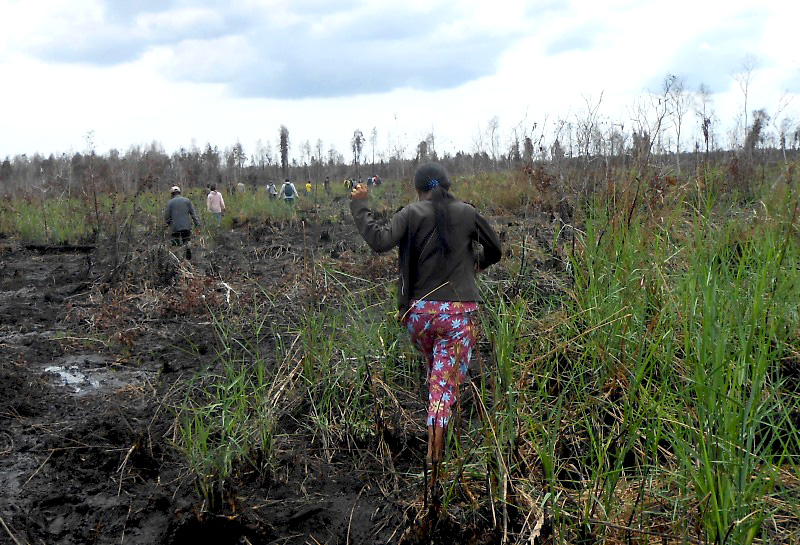 Masyarakat, baik dewasa, anak-anak, termasuk para ibu nekad masuk ke lahan gambut terbakar untuk memburu harta karun. Foto: Sengguk