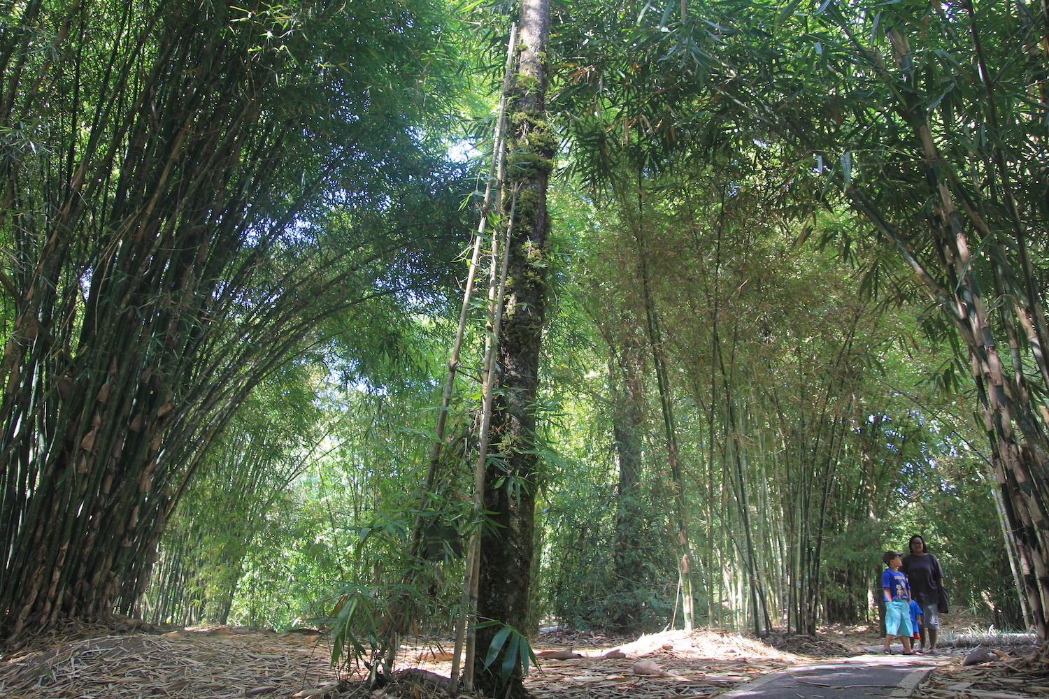 Taman Bambu di Kebun Raya di Kebun Raya Eka Karya, Bedugul, Tabanan, Bali, menampilkan aneka tanaman bambu di Indonesia. Foto Anton Muhajir