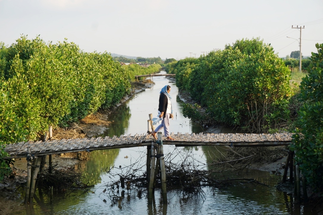 Taman Mangrove menjadi pelengkap setelah menyusuri sungai di kawasan Solaria Lamongan. Foto Anton Muhajir