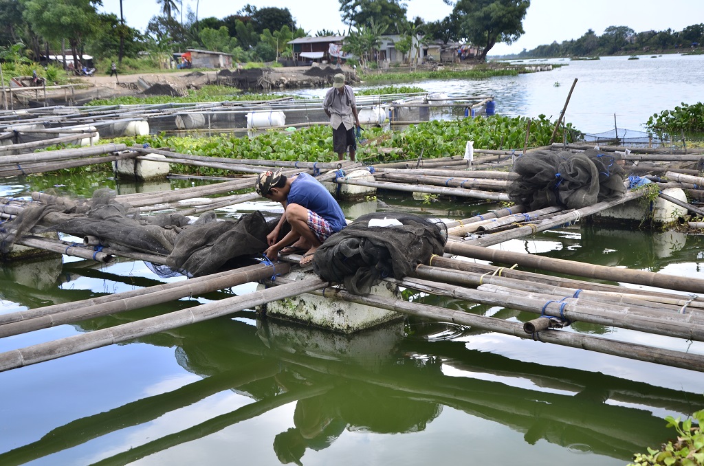 Budi daya ikan lele di muara sungai Jeneberang menjadi salah satu alternatif usaha nelayan di Kelurahan Tanjung Merdeka. Kelebihan stok ikan bisa dimanfaatkan sebagai abon ikan, seperti yang dilakukan oleh Kelompok Mangga Tiga. Foto: Wahyu Chandra