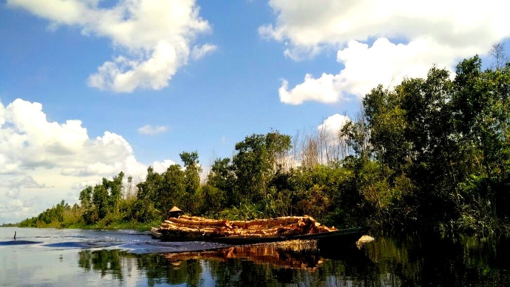 Pengangkutan kayu dan hasil hutan lain yang melewati kanal Blok C. Foto: Indra Nugraha