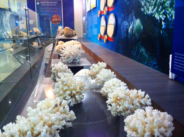 Koral pembentuk karst koleksi Museum Karst Indonesia. Foto: Nuswantoro
