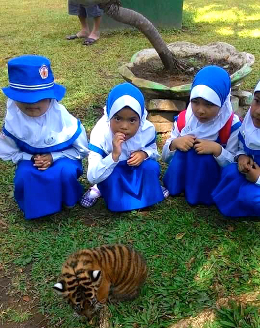 harimau mati3-Para anak-anak sedang melihat anak harimau di kebun binatang Bukittinggi. Foto Dokter Hewan Idham (1)
