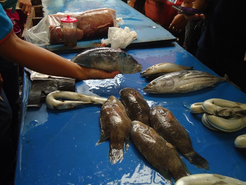 ikan napoleon yang dijual di Pasar Bailang Manado. Ikan napoleon merupakan salah satu jenis ikan yang dilarang dijualbelikan. Foto : Themmy Doaly