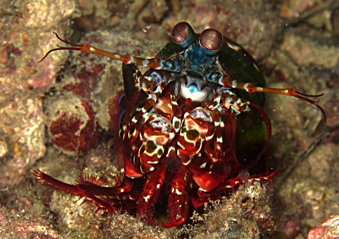 Mantis Shrimp, salah satu jenis udang yang bisa ditemui di perairan Pulau Pramuka, Kepulauan Seribu, Jakarta. Foto : Wisuda