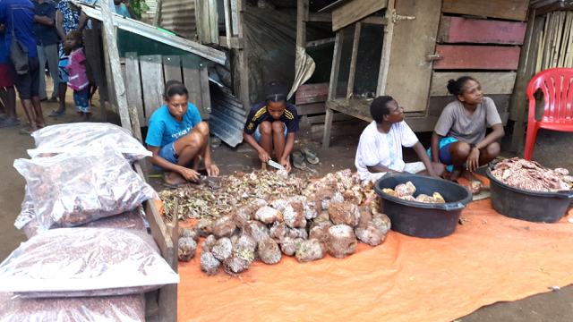 Warga Kampung Yanggandur mengiris sarang semut bakal obat herbal di Merauke. Foto: Hidayatillah