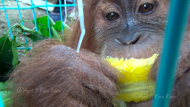 Anak orangutan Sumatera usia sekitar dua tahunan ini terlihat lahap menyantap buah yang diberikan padanya. Foto: Ayat S Karokaro
