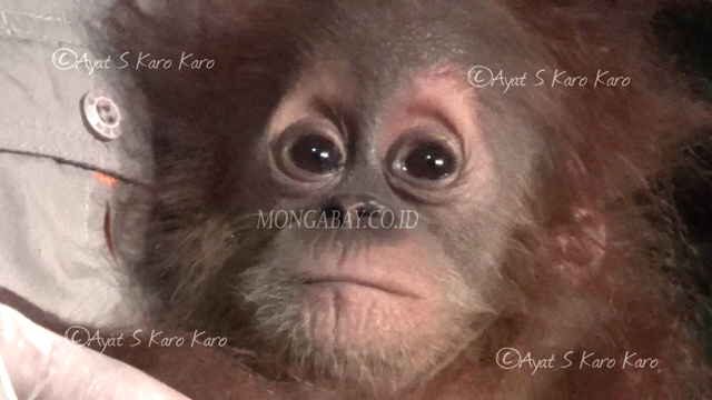 Anak orangutan ini mengalami mal nutrisi dan beberapa bagian tubuh terluka. Foto: Ayat S Karokaro