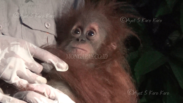 Saat evakuasi anak orangutan Sumatera ini terus memegang kuat tangan tim OIC. Foto: Ayat S Karokaro