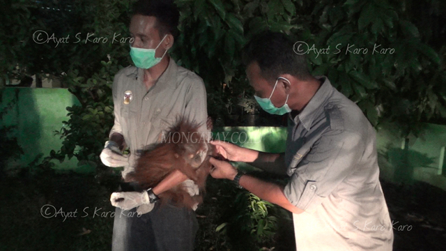 BKSDA Aceh bersama tim resque OIC mengevakuasi anak orangutan Sumatera ini dari Aceh Timur. Foto: Ayat S Karokaro