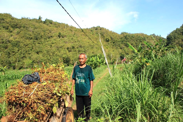 Sutino dan gerobak berisi kedelai di Giri dengan latar belakang pegunungan karst.Sumber air kehidupan, termasuk buat bertani akan terancam kala tambang masuk.Foto: Nuswantoro