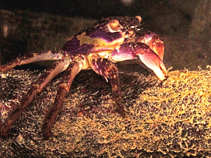 Shore crab, salah satu jenis kepiting yang bisa ditemui di perairan Pulau Pramuka, Kepulauan Seribu, Jakarta. Foto : Wisuda
