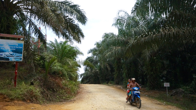 Kebun sawit PT Mega Nusa Inti Sawit yang mengelilingi Desa Anak Talang. Foto: Lusia Arumingtyas