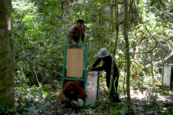 Orangutan dilepasliarkan ke alam liar yang merupakan rumahnya. Foto: BOSF