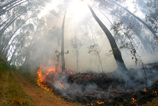 Api yang membakar semak hutan kayu pinus di Saitbuttu Saribu, Kecamatan Pam Sidamanik, Simalungun, Sumut, Senin, 22 Agustus 2016. Foto: Ayat S Karokaro