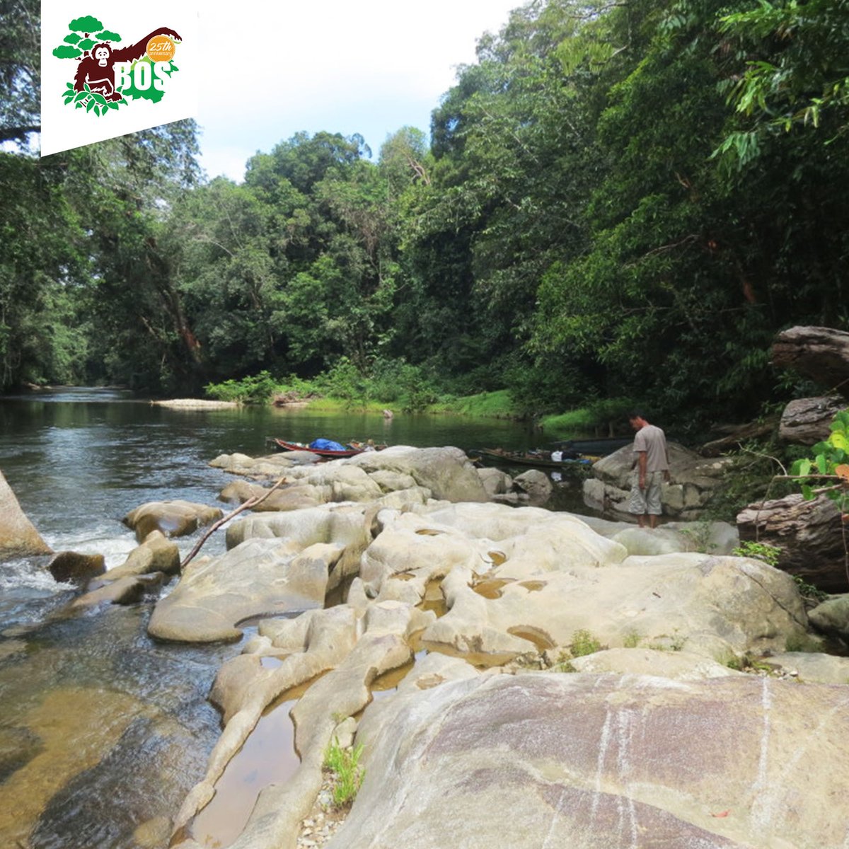 N Bukit Baka Bukit Raya, wilayah penting untuk pelepasliaran orangutan. Foto: BOSF