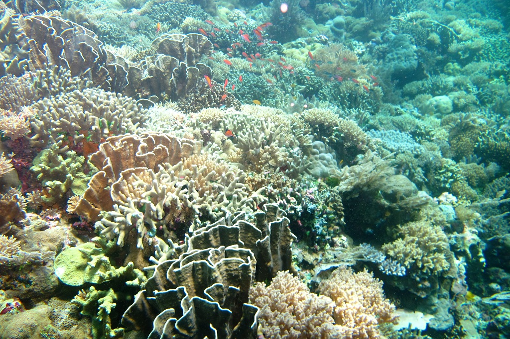 Kondisi ketertutupan terumbu karang di Kepulauan Spermonde, termasuk di sekitar Pulau Samalona yang berada di Kota Makassar menurun drastic dalam beberapa tahun terakhir. Kini jumlahnya diperkirakan tak lebih dari 19 persen. Salah satu penyebabnya karena perikanan yang merusak (destructive fishing) Foto: Wahyu Chandra