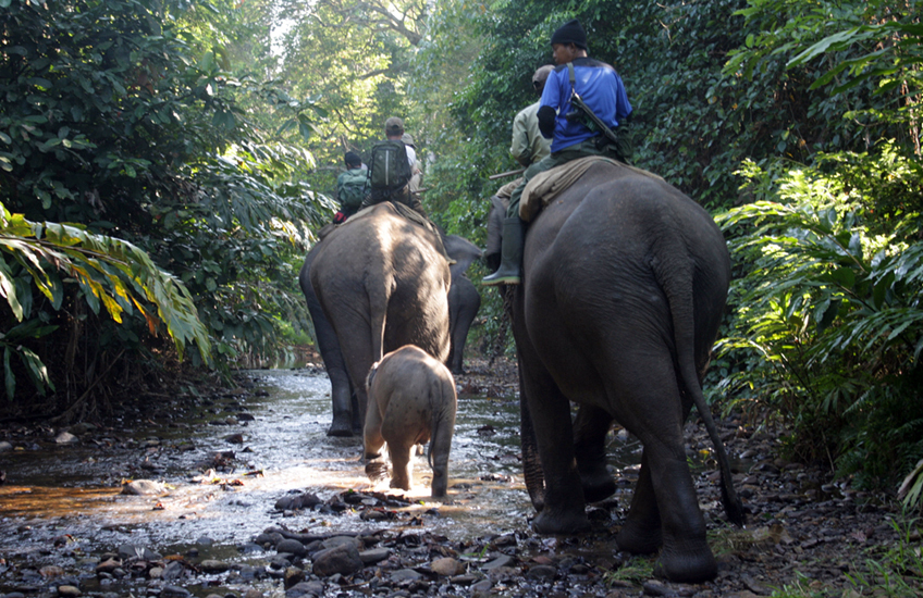 Patroli gajah di sekitar Taman Nasional Bukit Barisan Selatan. Foto: WWF-Indonesia/Marino 