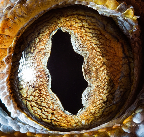 Gecko Tokay