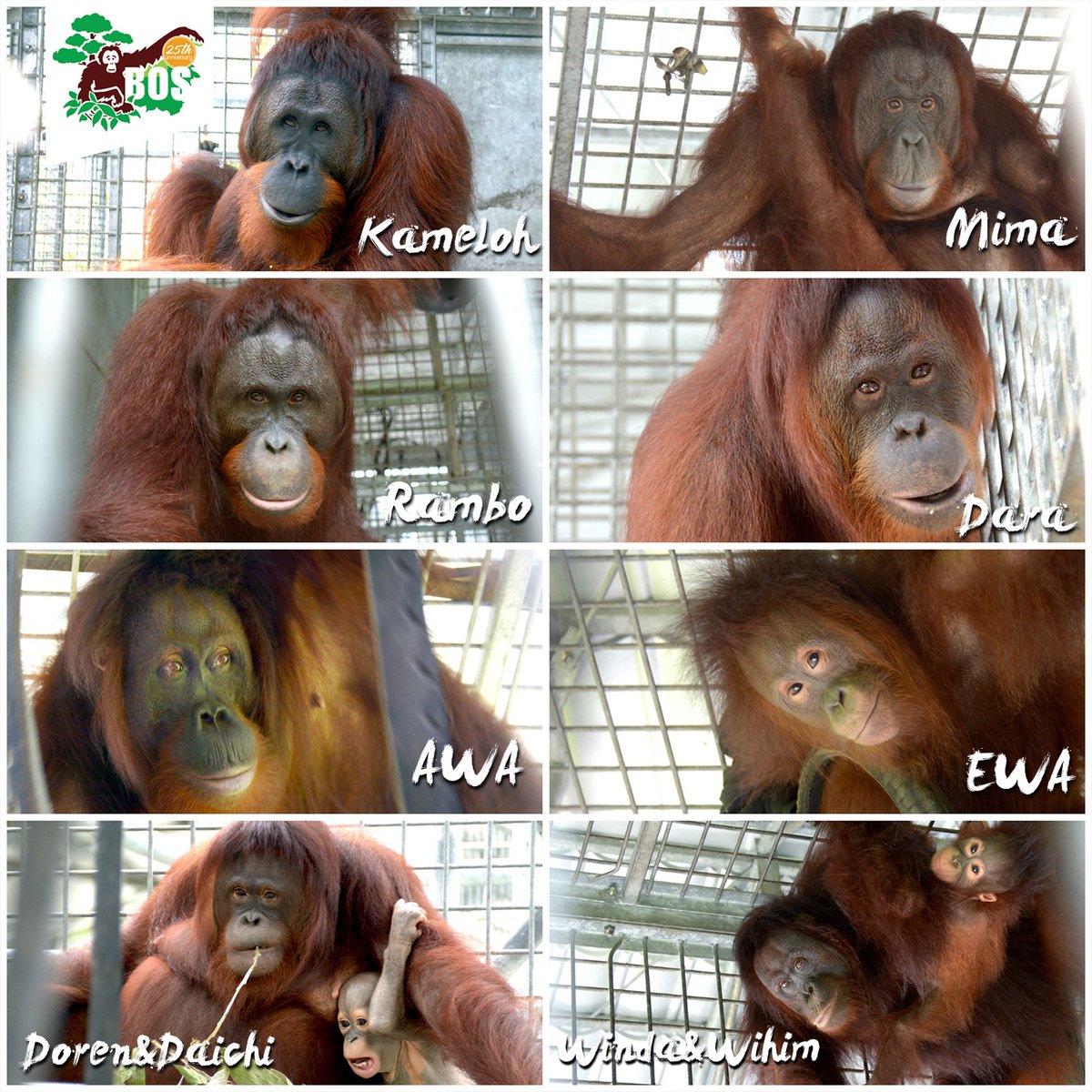 10 kandidat orangutan yang akan dilepasliarkan. Foto: BOSF 