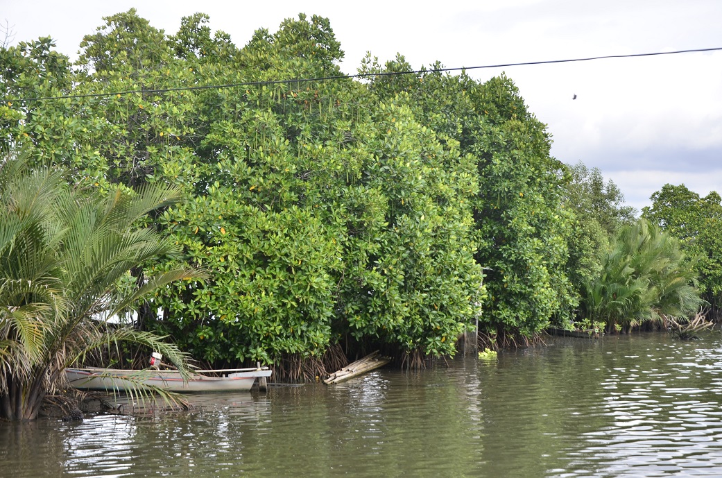Tercemarnya Sungai Tallo, Kota Makassar, Sulsel membuat ekosistem sungai dan mangrove terganggu. Banyak jenis ikan yang susah ditemukan, termasuk kepiting rajungan yang biasanya bergerombol di sekitar tanaman mangrove. Foto: Wahyu Chandra.