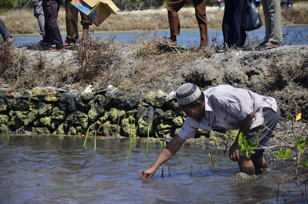 Penanaman bibit mangrove pada lahan bekas tambahk seluas 136 hektar di Desa Balandatu, Pulau Tanakeke, Sulawesi Selatan, oleh masyarakat difasilitasi Yayasan Hutan Biru dalam rangka memperingati International Mangrove Day 26 Juli 2016. Hutan mangrove banyak yang dikonversi menjadi tambak, dan kemudian banyak yang terbengkalai. Foto: Wahyu Chandra.