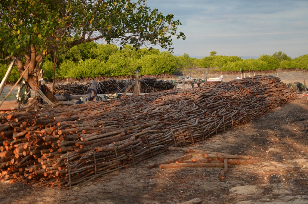 Di empat lahan konsesi mangrove yang ada di Indonesia terlihat bahwa jika logging-nya dikelola dengan baik, justru mangrove-nya bisa tumbuh dengan baik. Jangan tabu untuk memanfaatkan mangrove untuk kayunya, tetapi memang harus dikelola dengan baik melalui sistem tebang pilih. Foto: Wahyu Chandra
