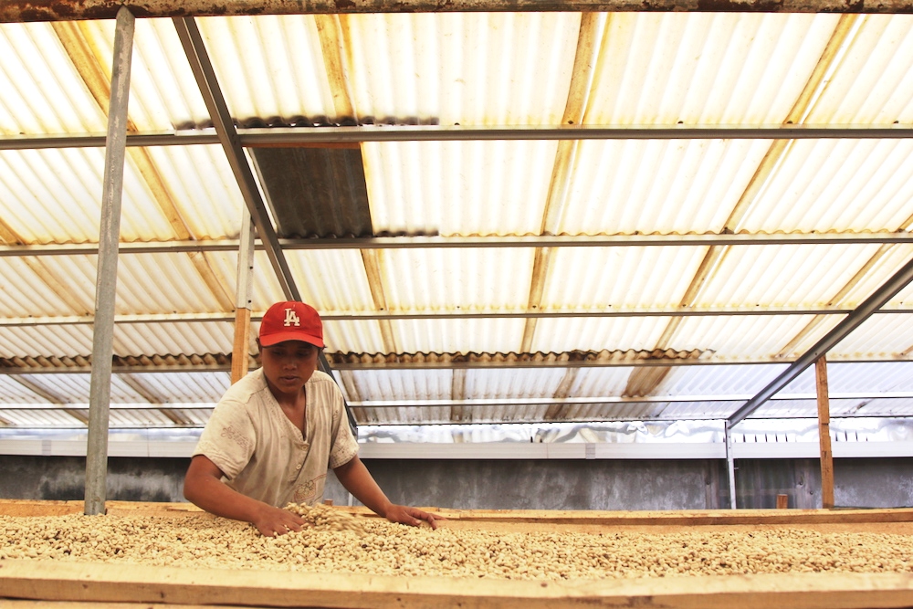 Petani menjemur kopi di pusat pengolahan kopi di Desa Catur, Kintamani, Bali. Produksi kopi kebanggaan pulau Bali ini terancam makin menurun karena berbagai sebab, seperti curah hujan yang tak menentu dan usia pohon kopi yang sudah tua. Foto : Anton Muhajir