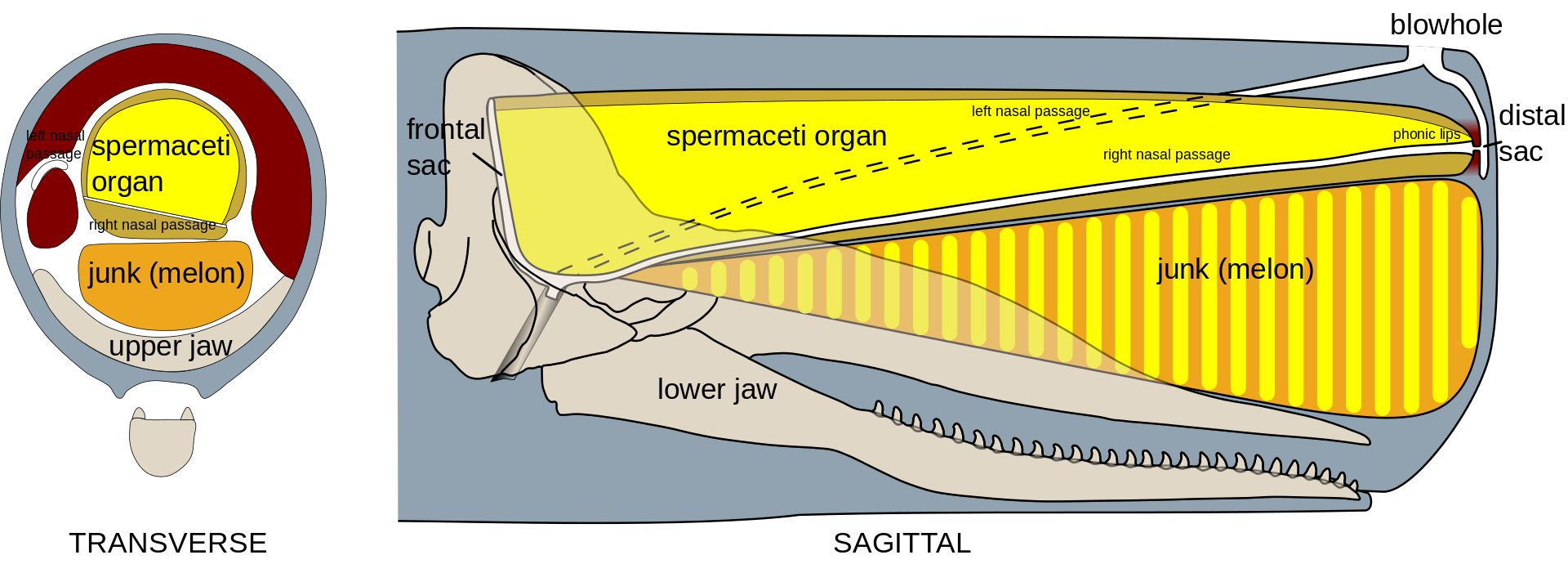 Anatomi kepala paus sperma. Sumber: Wikipedia