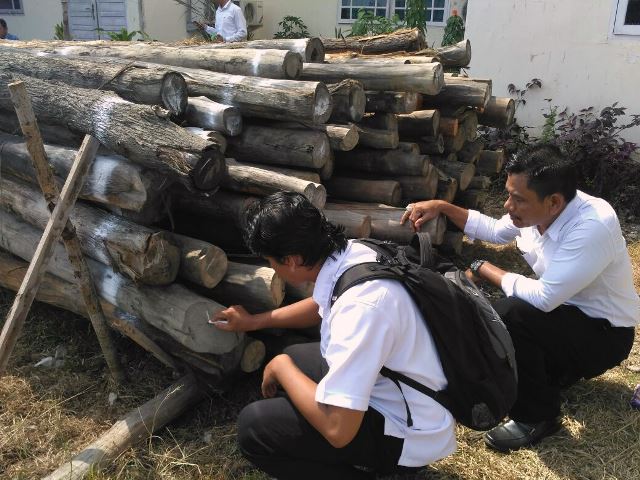 Ratusan kayu tembesu ini disita petugas dan saat ini telah diamankan tim Balai Pengamanan dan Penegakan Hukum Lingkungan Hidup dan Kehutanan di Kalimantan Barat. Foto: SPORC Kalbar