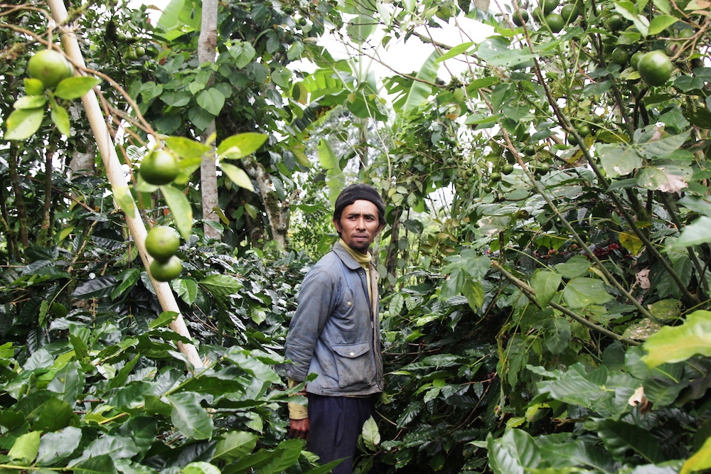 Seorang petani di kebun kopi miliknya di Kintamani, Bangli, Bali. Produksi kopi kebanggaan pulau Bali ini terancam makin menurun, antara lain karena umur pohon kopi yang sudah tua, rata-rata di atas 15 tahun. Foto : Anton Muhajir